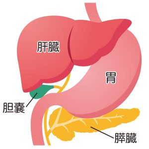 膵臓について