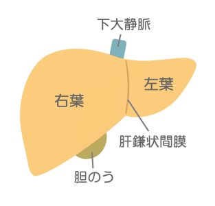 胆のうとは