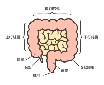 大腸について